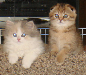 Scottish Fold Kitttens
